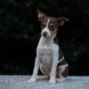 Registered rat terrier puppies