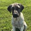 Anatolian Shepherd -LGD