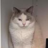 Cute Ragdoll
