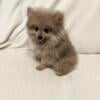 REDUCED. Pomeranian  puppy. CKC reg