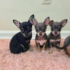 Chihuahua puppies