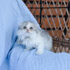 Purebred Dilute calico Scottish fold girl