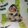 AKC Pomeranian Puppies  