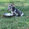 15 week old lilac Merle male