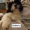 Goldberry - CKC Shih-Tzu Puppy