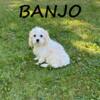 Banjo Male Cockapoo Puppy