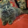 Fluffy Munchkin kitty XSMALL