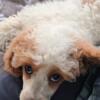 Miniature poodle/ Cavalier cross for sale (cavapo)