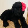F1 goldendoodle