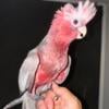 Handfed male Rose Breasted Galah Cockatoo 3200