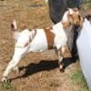 3 Boer Goats for Sale