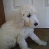 Labradoodle puppy f1b