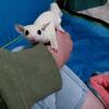 Leucistic male sugar glider 