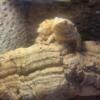 Breeding pair of BEARDED DRAGONS and Custom Enclosure!