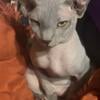 Sphynx for sale to good home