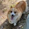 Corgi AKC Male 6 years old