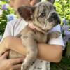 Health tested French Bulldog