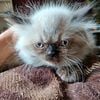 Himalayan-Persian, new kittens just born. Two super rare Blue points Himalayan s. just one left.