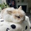 Holland lop bunnies looking for home! 