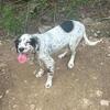Ukc English Setter male