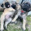 English Mastiff Puppies, Female - AKC