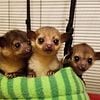 Kinkajou Baby for Sale! Sweet hand raised 7 weeks old