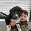 Dalmatian/husky mix puppies