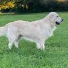 AKC Golden Retriever for Stud service only