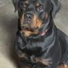 4 year old AKC Registered Rottweiler Male