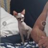 Sphynx Cat TICA Reg.Seal & White with Blue eyes! 3yo