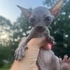 Sphynx Kittens Available