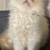 CFA flame point male