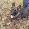 Sable German Shepherd puppies