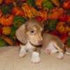 AKC Miniature Isabella and Cream Smooth Coat Piebald Boy