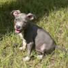 XL American bully puppies