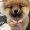 CKC male Pomeranian!