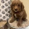 Goldendoodle Puppies