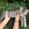 Beautiful Bengals kittens Born on 4/18/24 Ready for pick up 6/15/24