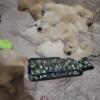 Golden Retrievers puppies for sale Males & Females