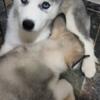 Siberian husky pups