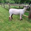 Registered Hamp Ram