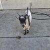 Male miniature goat