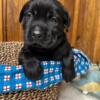 AKC Labrador Retrievers Ready 9/6