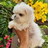 Purebred Maltese Korean puppy available now!