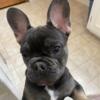 Looking to ReHome male French Bulldog