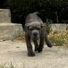 Cane Corso Akc puppies