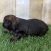 Thor Male Shorkie