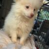 Full blooded CKC Pomeranian