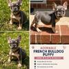 Exotic Fluffy Carrying French Bulldog Puppies