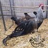 Rare Longtail Chickens!